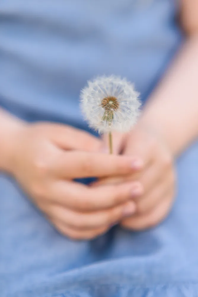 A person in a blue garment gently holds a white dandelion by its stem, the background softly blurred, focusing on the delicate seed head.