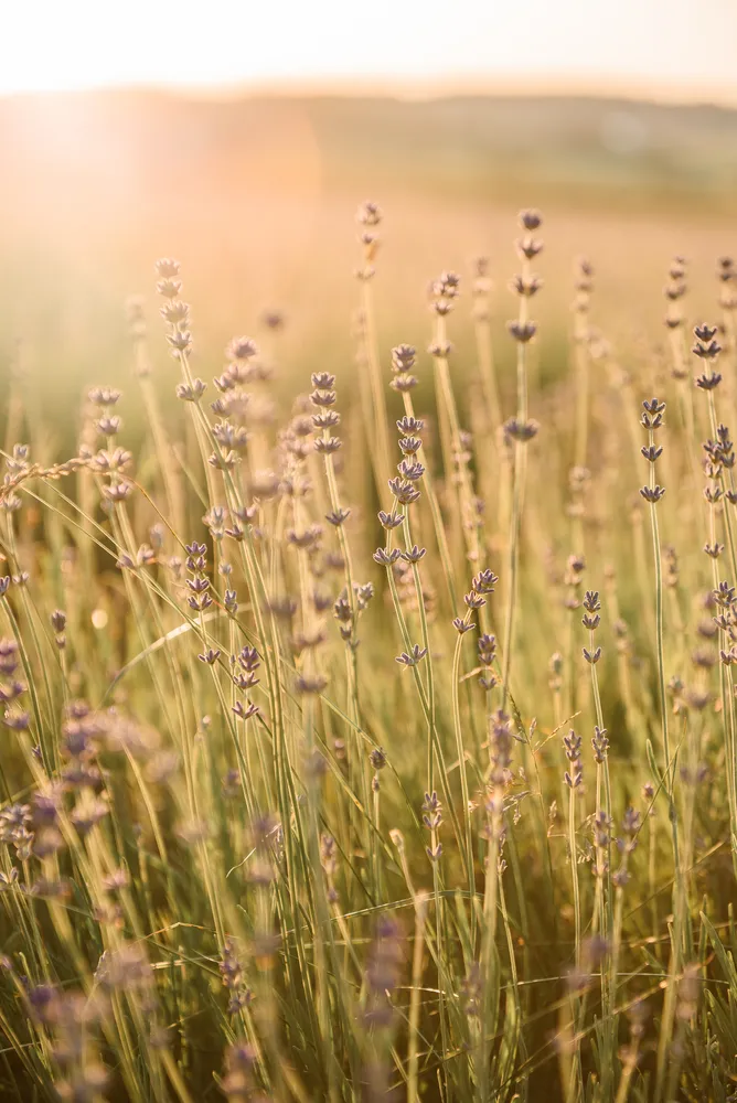 Close-up of a lavender field at sunset. Golden light illuminates delicate purple blooms atop slender green stems. Soft focus on background grasses. Warm, serene atmosphere.