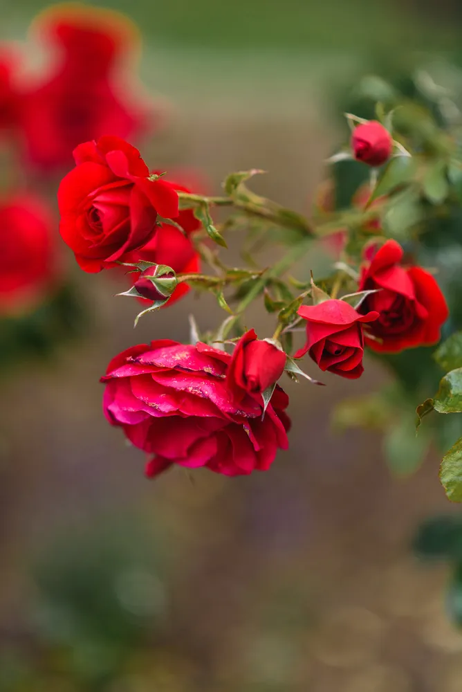 A close-up of a rose branch with multiple blooms in sharp focus against a blurred garden background, showcasing vibrant red petals and green foliage.